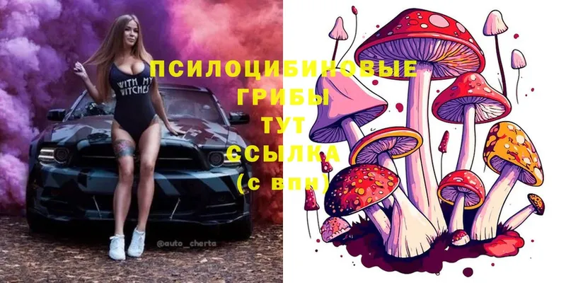 Псилоцибиновые грибы Cubensis  Галич 